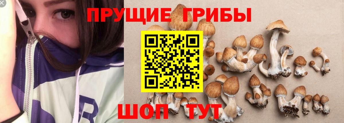 Галлюциногенные грибы Cubensis Саров